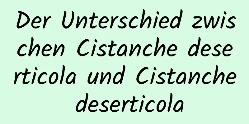 Der Unterschied zwischen Cistanche deserticola und Cistanche deserticola