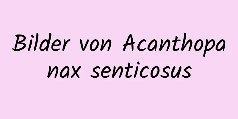 Bilder von Acanthopanax senticosus