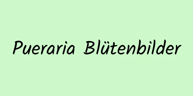 Pueraria Blütenbilder