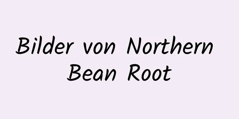 Bilder von Northern Bean Root