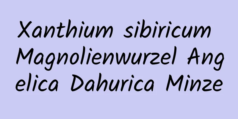 Xanthium sibiricum Magnolienwurzel Angelica Dahurica Minze