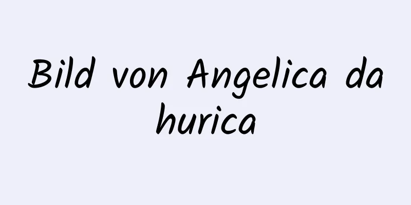 Bild von Angelica dahurica