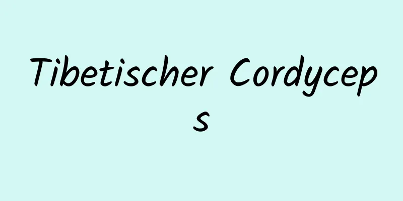 Tibetischer Cordyceps