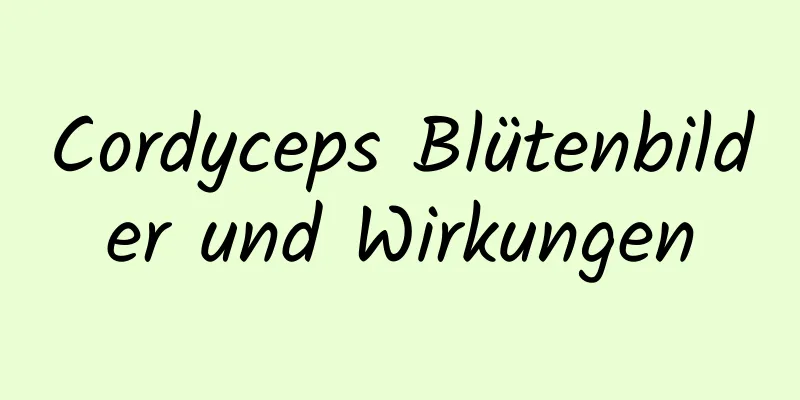 Cordyceps Blütenbilder und Wirkungen