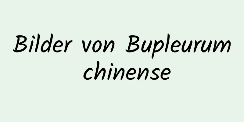 Bilder von Bupleurum chinense