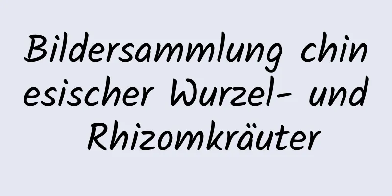 Bildersammlung chinesischer Wurzel- und Rhizomkräuter