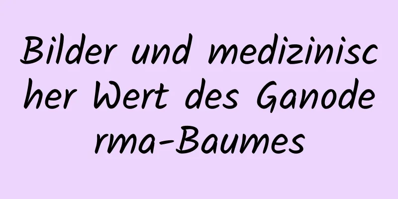 Bilder und medizinischer Wert des Ganoderma-Baumes