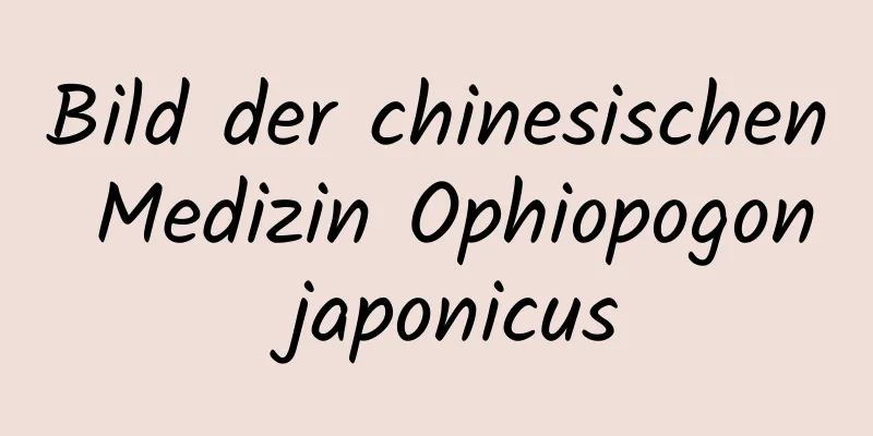 Bild der chinesischen Medizin Ophiopogon japonicus