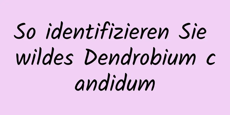 So identifizieren Sie wildes Dendrobium candidum