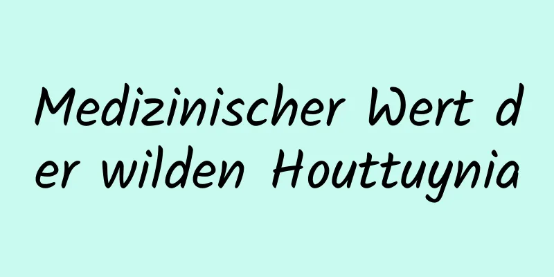 Medizinischer Wert der wilden Houttuynia