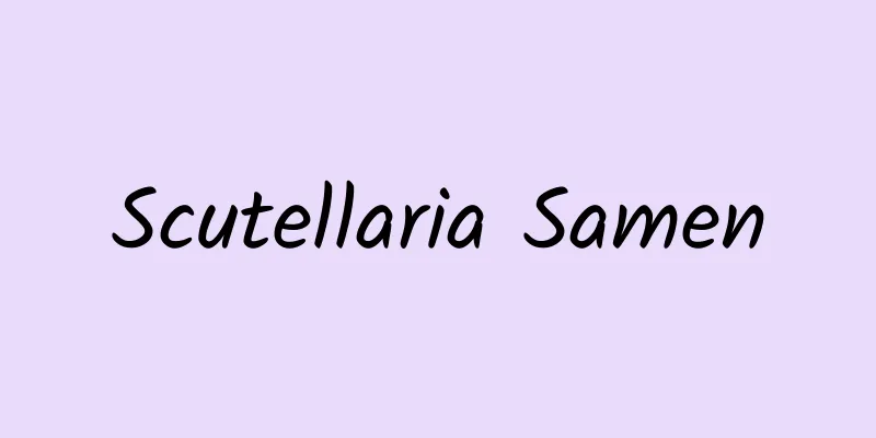 Scutellaria Samen