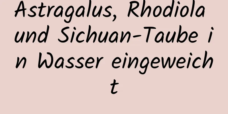 Astragalus, Rhodiola und Sichuan-Taube in Wasser eingeweicht