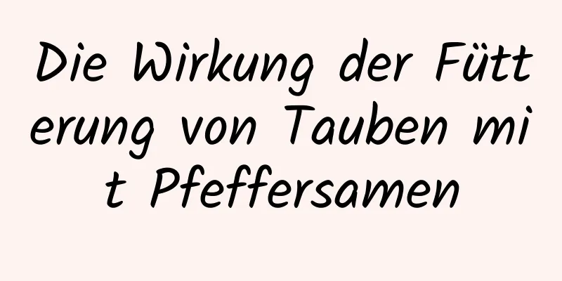 Die Wirkung der Fütterung von Tauben mit Pfeffersamen