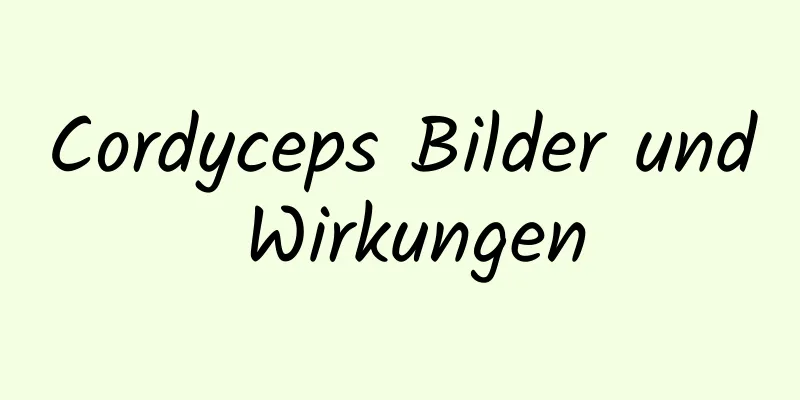 Cordyceps Bilder und Wirkungen