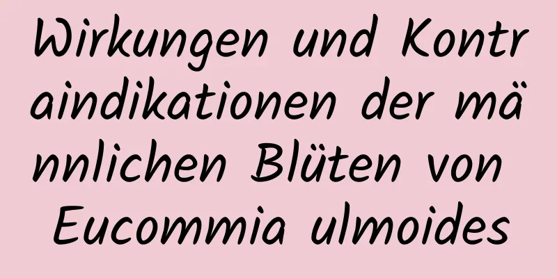 Wirkungen und Kontraindikationen der männlichen Blüten von Eucommia ulmoides