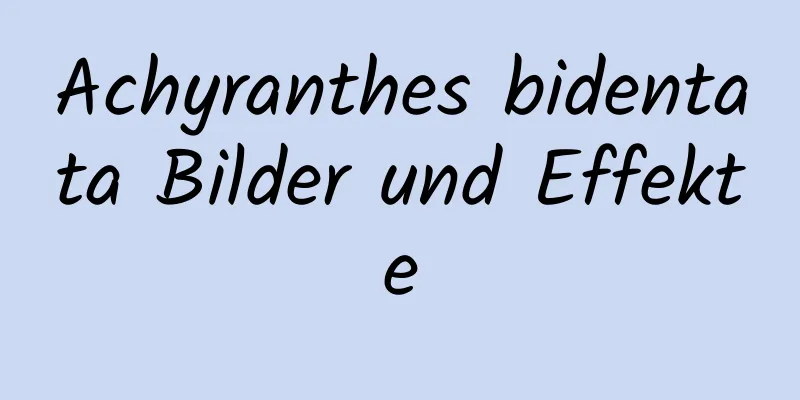 Achyranthes bidentata Bilder und Effekte