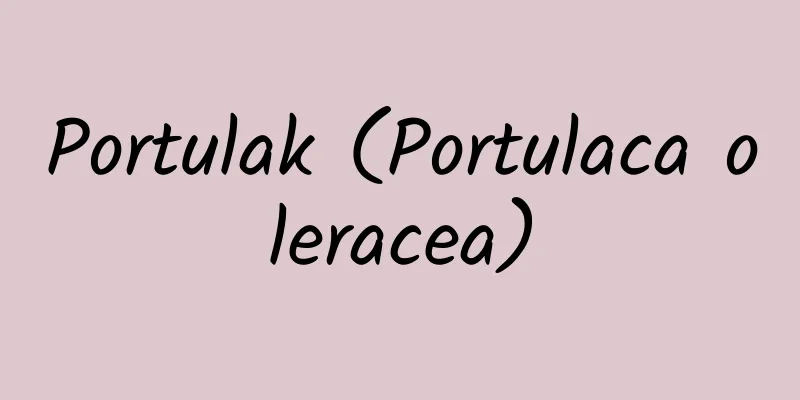 Portulak (Portulaca oleracea)