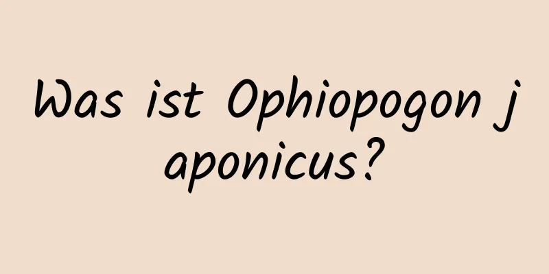 Was ist Ophiopogon japonicus?