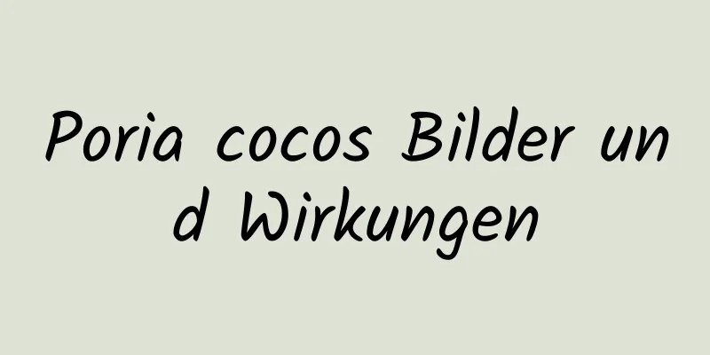 Poria cocos Bilder und Wirkungen