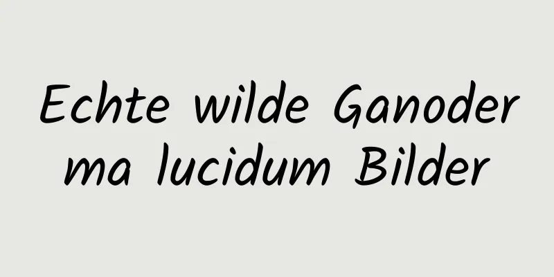 Echte wilde Ganoderma lucidum Bilder