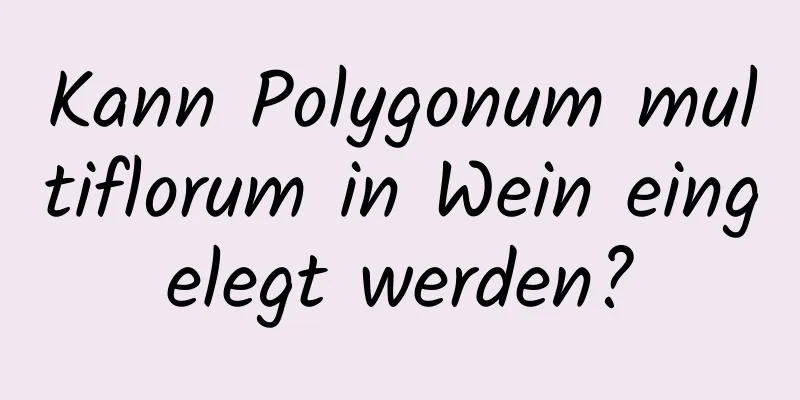 Kann Polygonum multiflorum in Wein eingelegt werden?