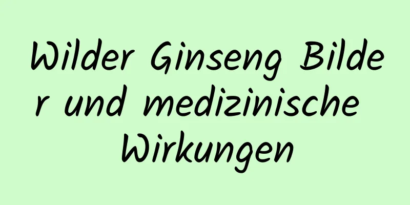 Wilder Ginseng Bilder und medizinische Wirkungen