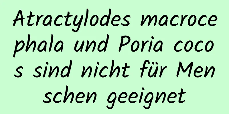 Atractylodes macrocephala und Poria cocos sind nicht für Menschen geeignet