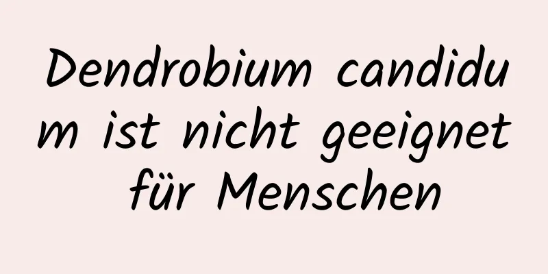 Dendrobium candidum ist nicht geeignet für Menschen