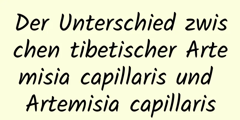 Der Unterschied zwischen tibetischer Artemisia capillaris und Artemisia capillaris