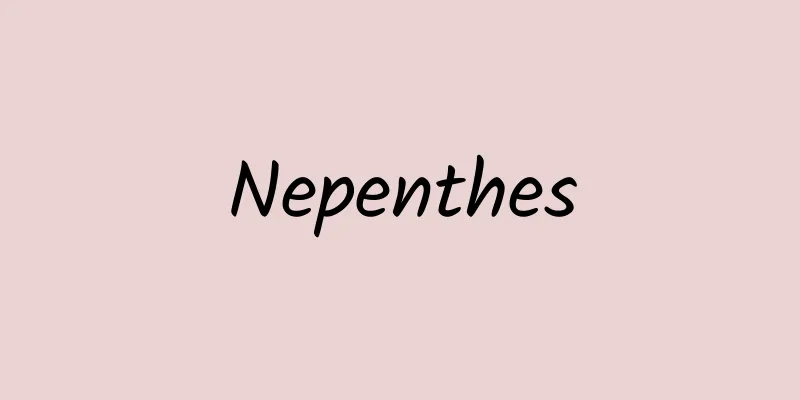 Nepenthes