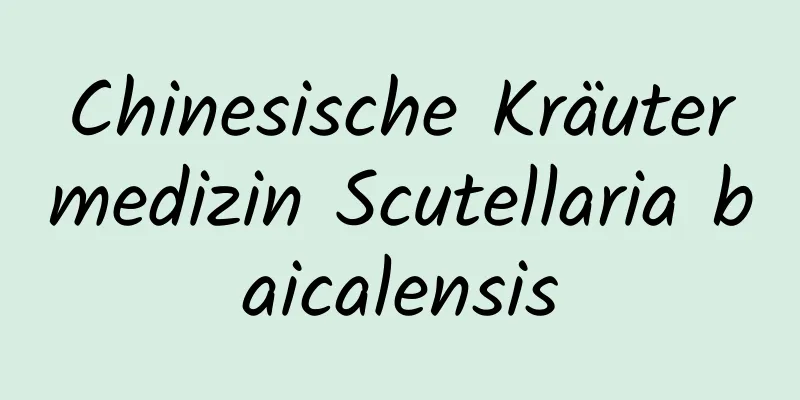 Chinesische Kräutermedizin Scutellaria baicalensis