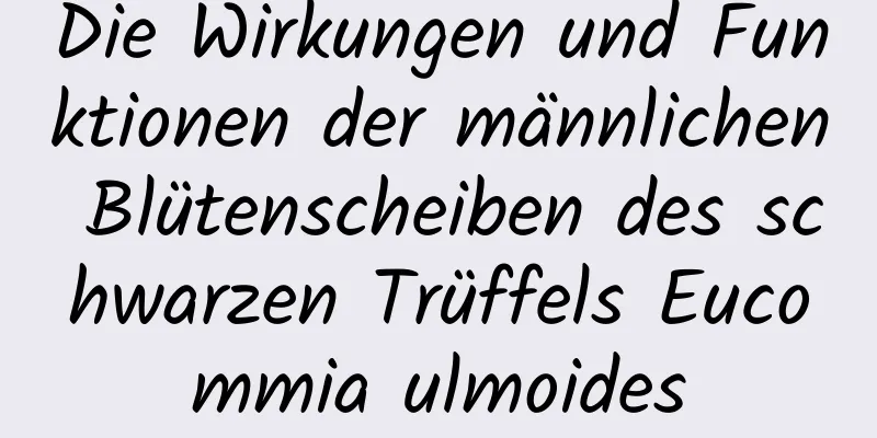 Die Wirkungen und Funktionen der männlichen Blütenscheiben des schwarzen Trüffels Eucommia ulmoides