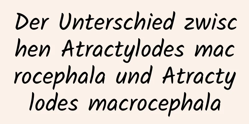 Der Unterschied zwischen Atractylodes macrocephala und Atractylodes macrocephala