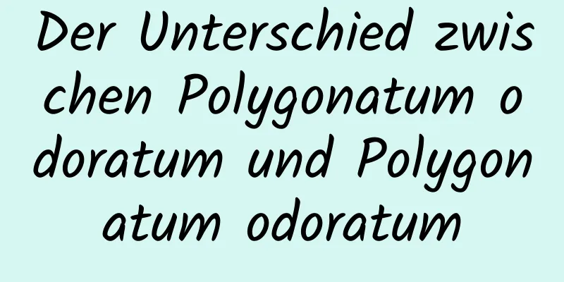 Der Unterschied zwischen Polygonatum odoratum und Polygonatum odoratum