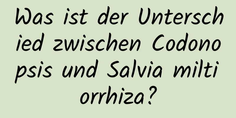 Was ist der Unterschied zwischen Codonopsis und Salvia miltiorrhiza?