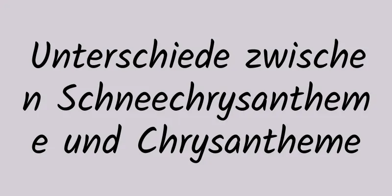 Unterschiede zwischen Schneechrysantheme und Chrysantheme