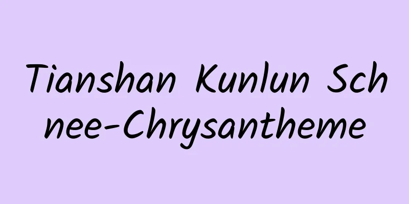 Tianshan Kunlun Schnee-Chrysantheme