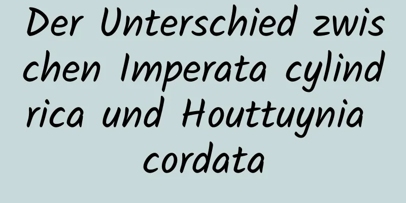 Der Unterschied zwischen Imperata cylindrica und Houttuynia cordata