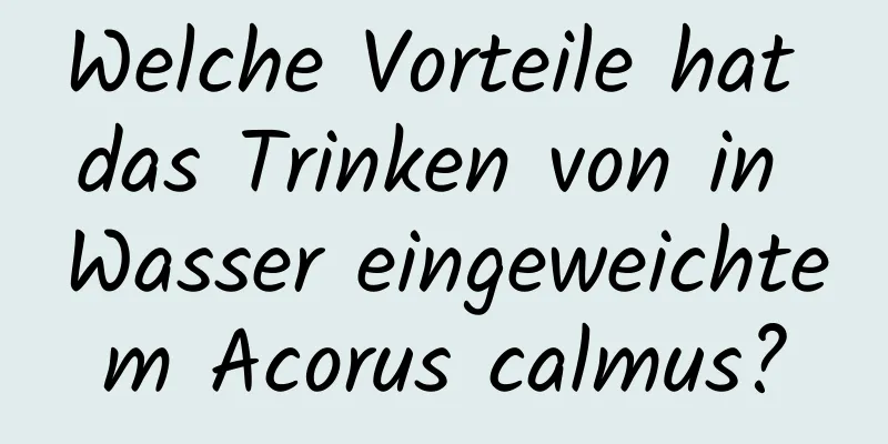 Welche Vorteile hat das Trinken von in Wasser eingeweichtem Acorus calmus?