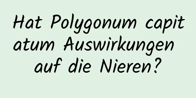 Hat Polygonum capitatum Auswirkungen auf die Nieren?