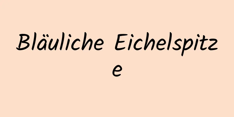 Bläuliche Eichelspitze