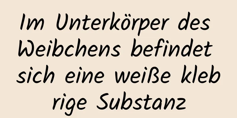 Im Unterkörper des Weibchens befindet sich eine weiße klebrige Substanz