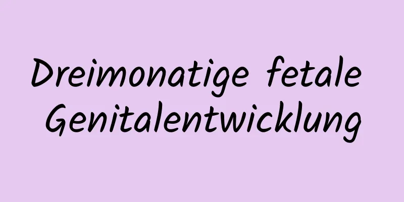 Dreimonatige fetale Genitalentwicklung