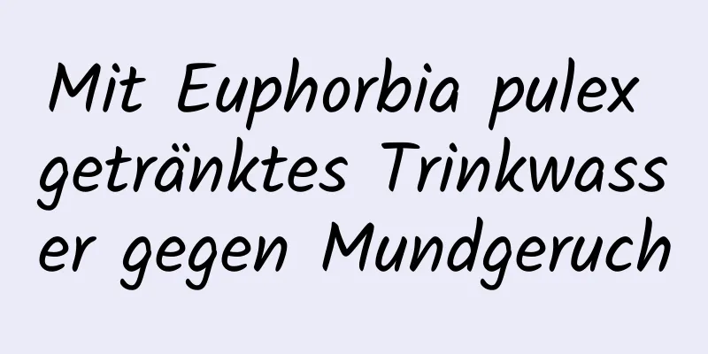 Mit Euphorbia pulex getränktes Trinkwasser gegen Mundgeruch