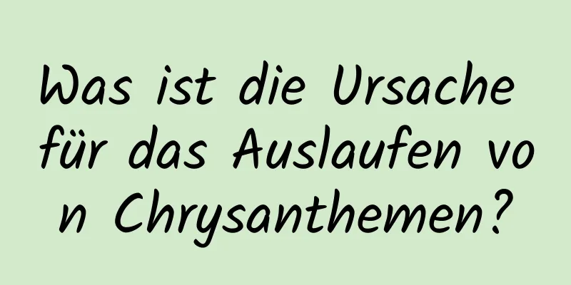 Was ist die Ursache für das Auslaufen von Chrysanthemen?