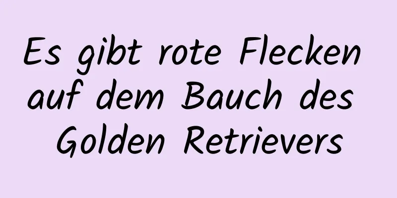 Es gibt rote Flecken auf dem Bauch des Golden Retrievers