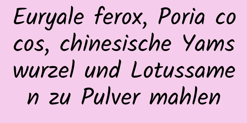 Euryale ferox, Poria cocos, chinesische Yamswurzel und Lotussamen zu Pulver mahlen