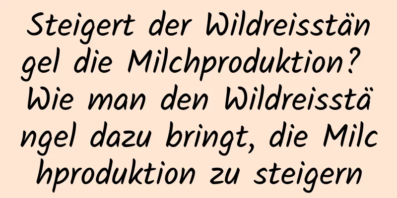 Steigert der Wildreisstängel die Milchproduktion? Wie man den Wildreisstängel dazu bringt, die Milchproduktion zu steigern