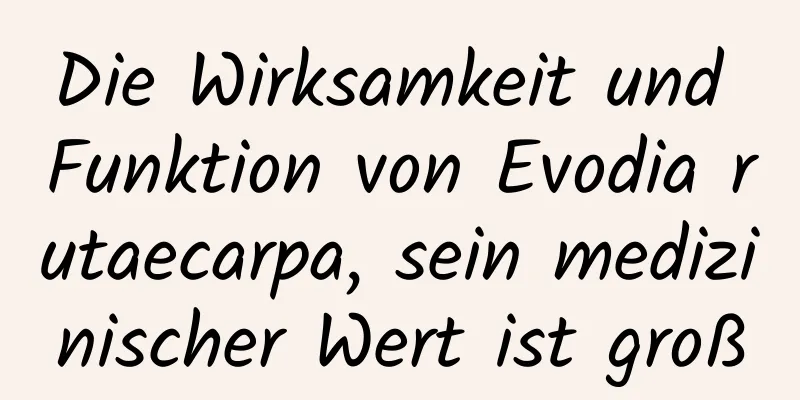 Die Wirksamkeit und Funktion von Evodia rutaecarpa, sein medizinischer Wert ist groß