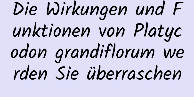 Die Wirkungen und Funktionen von Platycodon grandiflorum werden Sie überraschen